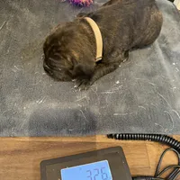 Nevada, a male Cane Corso for sale in Blodgett, OR – Photo 10 of 10