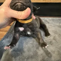 Nevada, a male Cane Corso for sale in Blodgett, OR – Photo 3 of 10