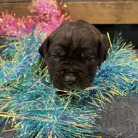 Nevada, a male Cane Corso for sale in Blodgett, OR – Photo 8 of 10