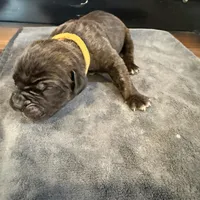 Nevada, a male Cane Corso for sale in Blodgett, OR – Photo 5 of 10