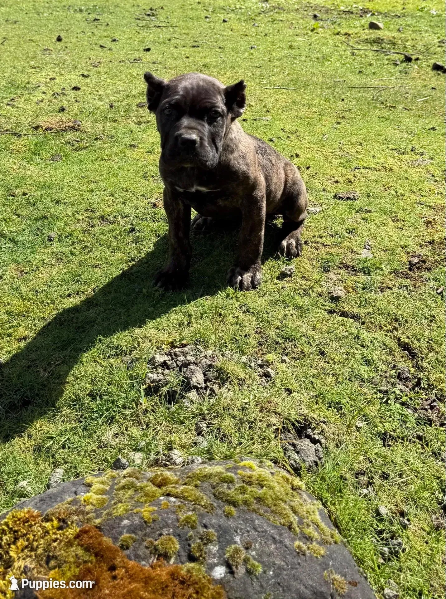 i da ho – Cane Corso puppy for sale in Blodgett, OR