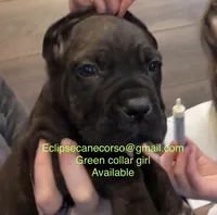 i da ho, a female Cane Corso for sale in Blodgett, OR – Photo 7 of 7