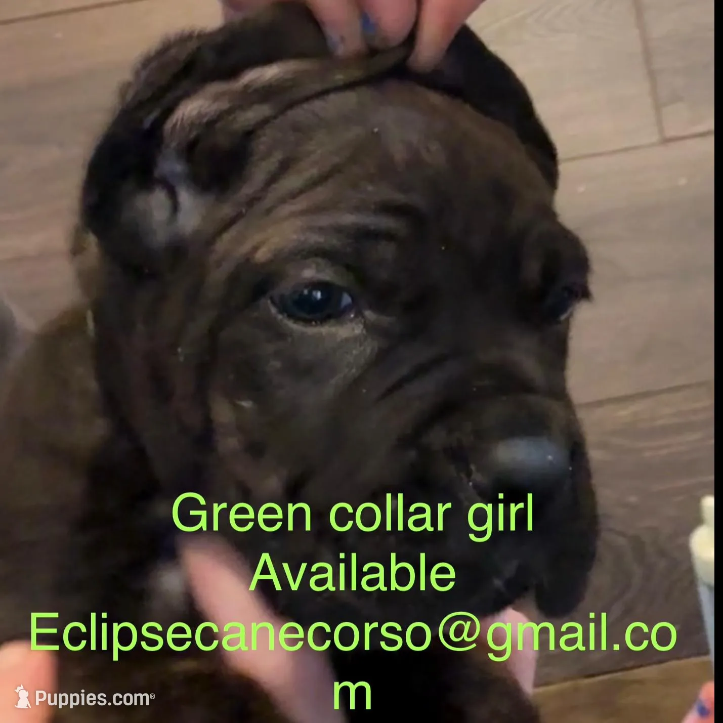 i da ho – Cane Corso puppy for sale in Blodgett, OR