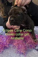 i da ho, a female Cane Corso for sale in Blodgett, OR – Photo 2 of 7