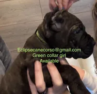 i da ho, a female Cane Corso for sale in Blodgett, OR – Photo 5 of 7