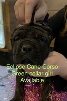 i da ho, a female Cane Corso for sale in Blodgett, OR – Photo 4 of 7