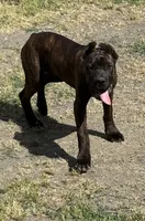 Mississippi Mud, a female Cane Corso for sale in Blodgett, OR – 3 of 10