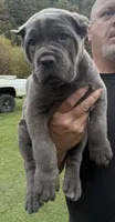 Kronos , a male Cane Corso for sale in Blodgett, OR – 3 of 10