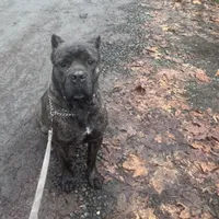 Channel, a female Cane Corso for sale in Blodgett, OR – Photo 1 of 7
