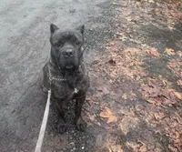 Channel, a female Cane Corso for sale in Blodgett, OR – Photo 1 of 7