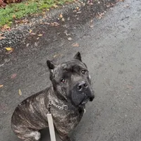 Channel, a female Cane Corso for sale in Blodgett, OR – Photo 5 of 7