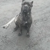 Channel, a female Cane Corso for sale in Blodgett, OR – Photo 6 of 7