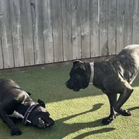 Channel, a female Cane Corso for sale in Blodgett, OR – Photo 2 of 7