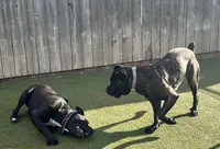 Channel, a female Cane Corso for sale in Blodgett, OR – Photo 2 of 7