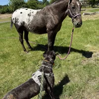 Channel, a female Cane Corso for sale in Blodgett, OR – Photo 3 of 7
