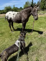 Channel, a female Cane Corso for sale in Blodgett, OR – Photo 3 of 7