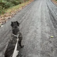 Channel, a female Cane Corso for sale in Blodgett, OR – Photo 7 of 7