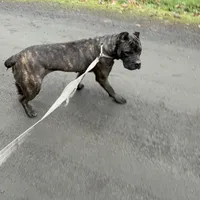 Channel, a female Cane Corso for sale in Blodgett, OR – Photo 4 of 7