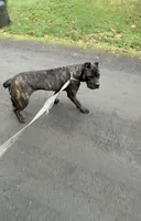 Channel, a female Cane Corso for sale in Blodgett, OR – Photo 4 of 7