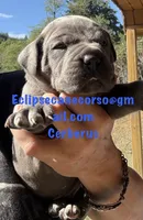 Cerberus , a male Cane Corso for sale in Blodgett, OR – 3 of 4