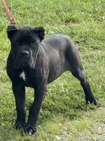 Grimm Reaper , a male Cane Corso for sale in Blodgett, OR – 6 of 7