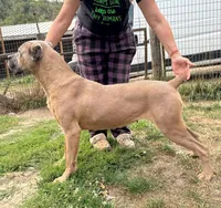 Confirmed breeding GCH Eclipse’s Drogo/Envy , a  Cane Corso for sale in Blodgett, OR – 6 of 10