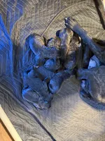 Confirmed breeding GCH Eclipse’s Drogo/vixen , a male Cane Corso for sale in Blodgett, OR – 10 of 10