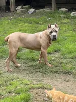 Surabi , a female Cane Corso for sale in Blodgett, OR – 4 of 9