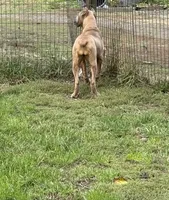 Surabi , a female Cane Corso for sale in Blodgett, OR – 6 of 9