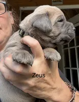 Zeus , a male Cane Corso for sale in Blodgett, OR – 2 of 7