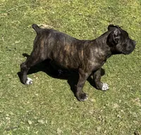Idaho, a female Cane Corso for sale in Blodgett, OR – 6 of 8