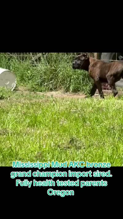 Mississippi Mud, a female Cane Corso for sale in Blodgett, OR – 6 of 6