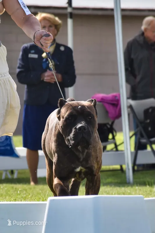 Confirmed breeding GCH Eclipse’s Drogo/Envy  – Cane Corso puppy for sale in Blodgett, OR