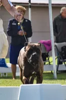 Confirmed breeding GCH Eclipse’s Drogo/Envy , a  Cane Corso for sale in Blodgett, OR – 1 of 10