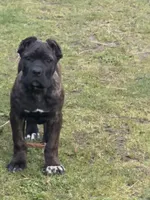 Idaho, a female Cane Corso for sale in Blodgett, OR – 3 of 8