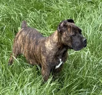 Wyoming, a female Cane Corso for sale in Blodgett, OR – 1 of 9