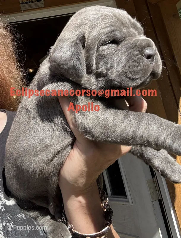 Apollo  – Cane Corso puppy for sale in Blodgett, OR