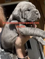 Apollo , a male Cane Corso for sale in Blodgett, OR – 1 of 5