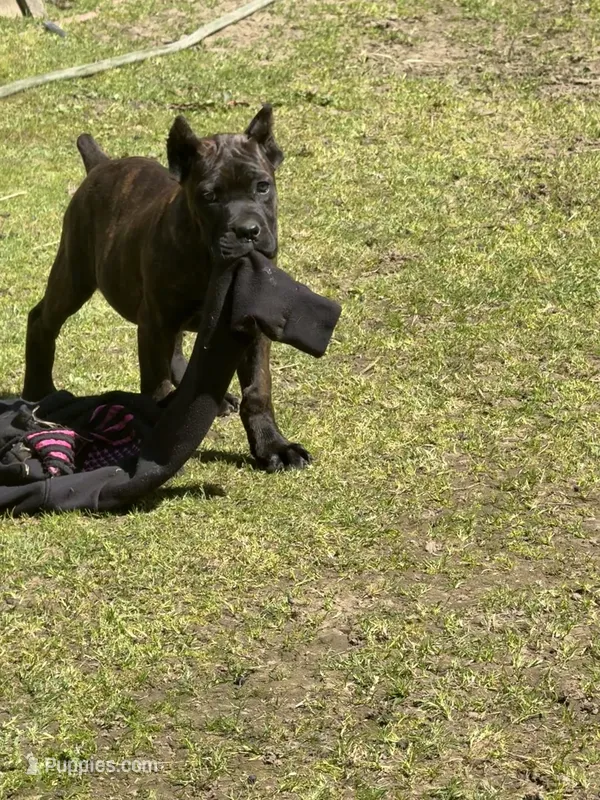 Mississippi Mud – Cane Corso puppy for sale in Blodgett, OR