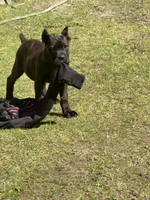 Mississippi Mud, a female Cane Corso for sale in Blodgett, OR – 1 of 1