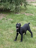 Raven , a female Cane Corso for sale in Blodgett, OR – 4 of 6