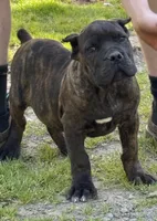 Texas Tornado, a male Cane Corso for sale in Blodgett, OR – 6 of 8