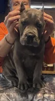 Kronos , a male Cane Corso for sale in Blodgett, OR – 7 of 10