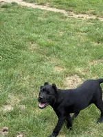 Raven , a female Cane Corso for sale in Blodgett, OR – 3 of 6