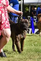 Confirmed breeding GCH Eclipse’s Drogo/Envy , a  Cane Corso for sale in Blodgett, OR – 9 of 10