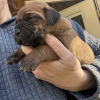He-Man , a male Cane Corso for sale in Blodgett, OR – Photo 4 of 10