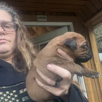 He-Man , a male Cane Corso for sale in Blodgett, OR – Photo 3 of 10