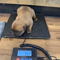 He-Man , a male Cane Corso for sale in Blodgett, OR – Photo 10 of 10