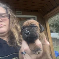 He-Man , a male Cane Corso for sale in Blodgett, OR – Photo 2 of 10