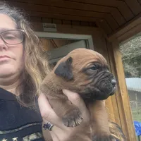 He-Man , a male Cane Corso for sale in Blodgett, OR – Photo 7 of 10